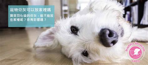 狗狗骨灰放在家|寵物骨灰可以放家裡嗎？專家揭露家中安葬寵物骨灰的注意事項